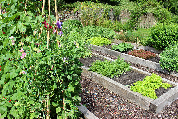 istock Vegetable garden allotment image with raised beds, runner bean flowers 500200281