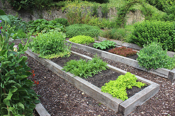 istock Vegetable garden allotment image with raised beds, runner bean flowers 500200283