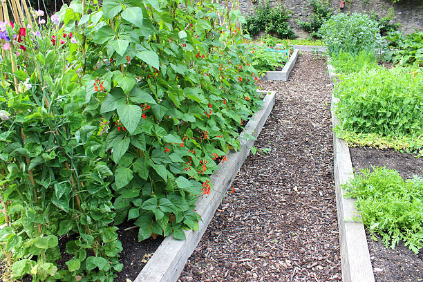 istock Vegetable garden allotment image with raised beds, runner bean flowers 500200285