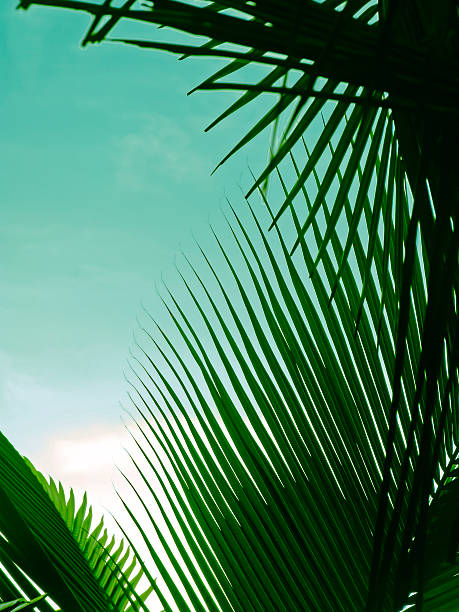 istock palm fronds, Cocos nucifera 500200338