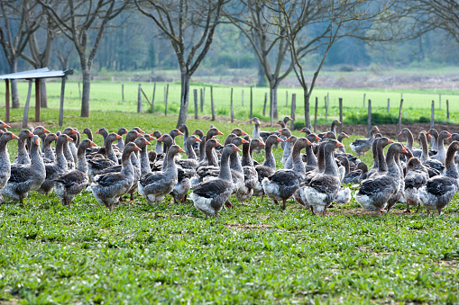 Geese on a foie gras farm in a field