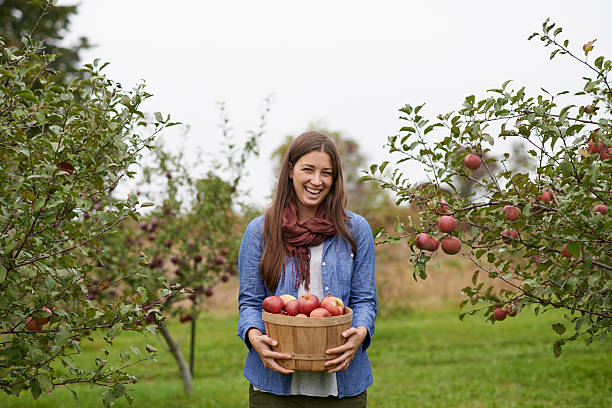 It's apple picking season! Shot of a young woman holding a container filled with freshly picked appleshttp://195.154.178.81/DATA/i_collage/pu/shoots/806057.jpg apple orchard photos stock pictures, royalty-free photos & images