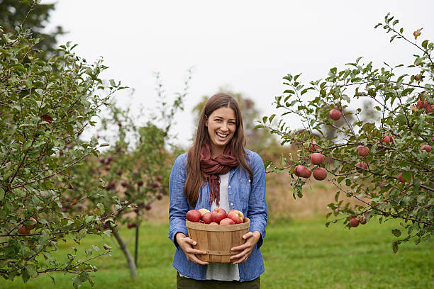 é época de colheita de maçãs! - apple orchard - fotografias e filmes do acervo