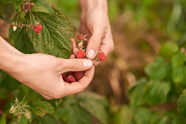 istock Nothing beats the taste of freshly-picked raspberries 500203920
