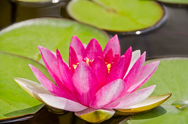 istock lotus flowers in bloom 500204182