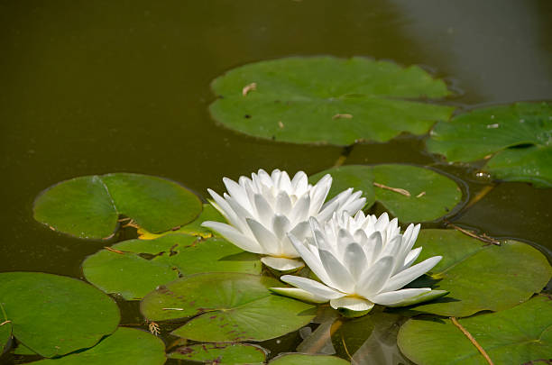 istock lotus flowers in bloom 500204290