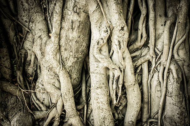 istock Details of tree root under the sunlight 500204360