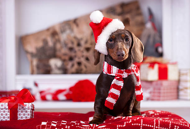 couronne de noël chiot teckel dans le cou - santa dog photos et images de collection