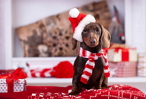 рождественский венок на шее такса щенок - santa hat фотографии стоковые фото и изображения