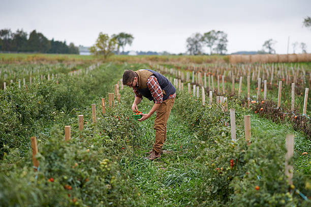 istock You reap what you sow 500205566
