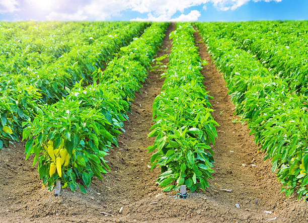 istock Peppers in a field with irrigation system and blue sky 500210508