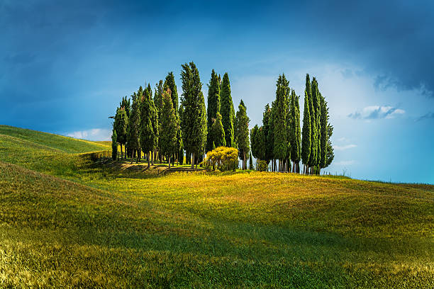 istock Italian cypresses in the spring 500210696