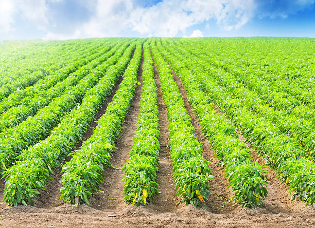 istock Peppers in a field with irrigation system and blue sky 500210800