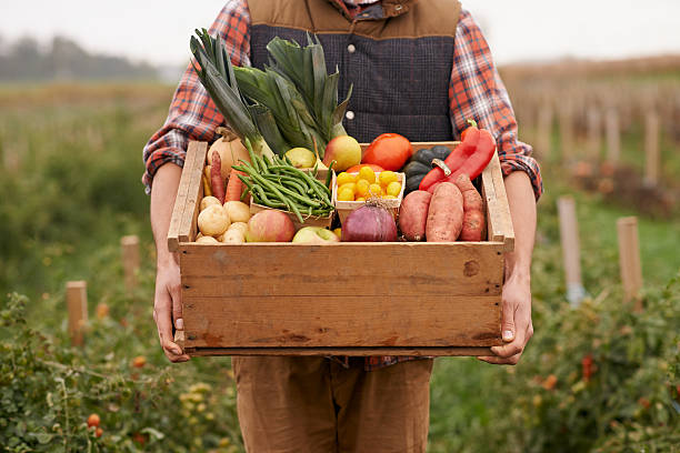 Farm fresh veggies! Cropped shot of a farmer carrying a crate full of fresh producehttp://195.154.178.81/DATA/i_collage/pu/shoots/806061.jpg vegetable stand stock pictures, royalty-free photos & images