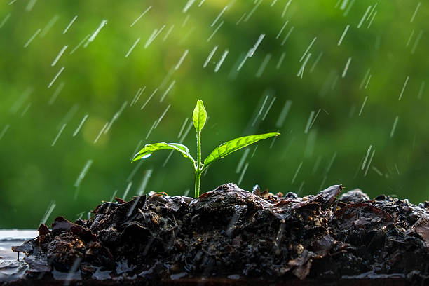 istock Green sprouts in the rain 500212272