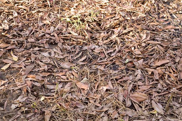 istock dry leaves on ground 500212894