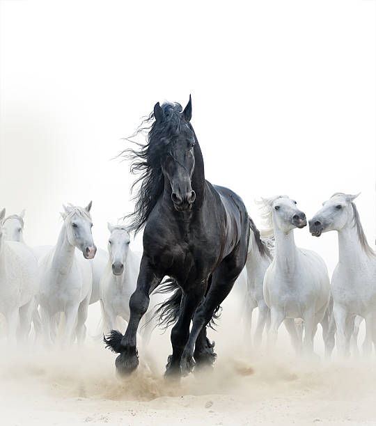 Black stallion and white horses Concept: Black frisian stallion running with the herd of white horses on the background white horse running stock pictures, royalty-free photos & images