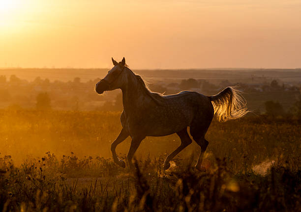 istock Arabian horse running 500213610