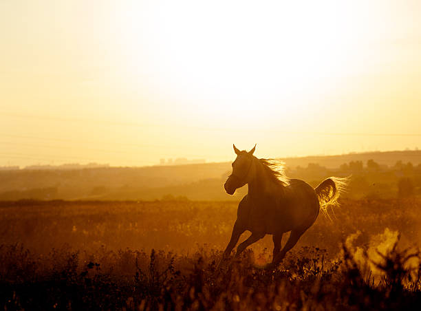 istock arabian horse in sunset running free 500213932