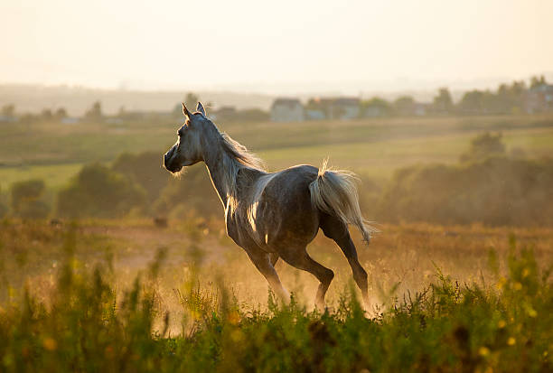 istock horse running gallop in sunset 500213954