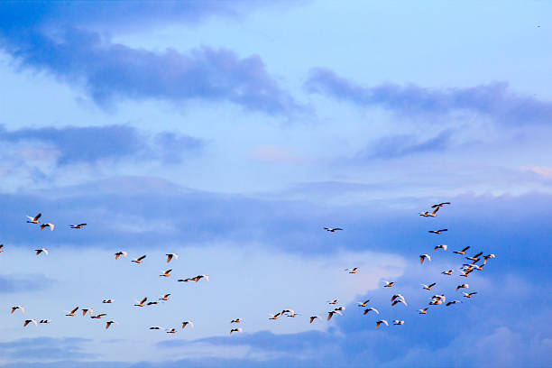 istock Flock of birds in the blue sky with clouds 500214514