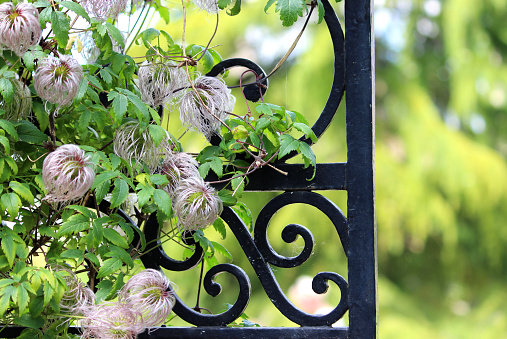 Photo showing the fluffy seed heads of clematis flowers, pictured growing up the side of an ornate metal wrought iron gate, painted black.  A blurred garden forms a green background to the picture.