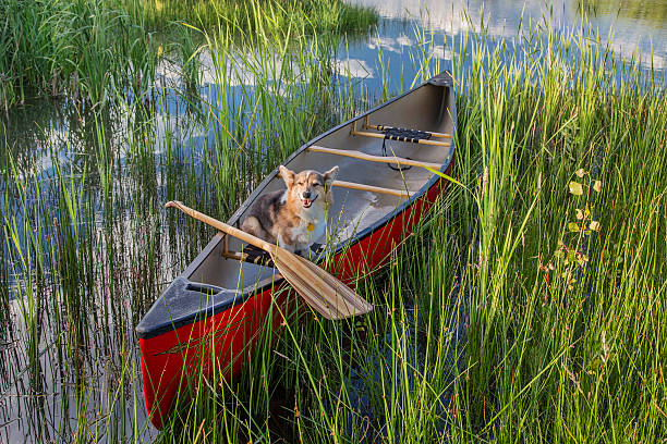 istock Corgi dog in a canoe 500214967