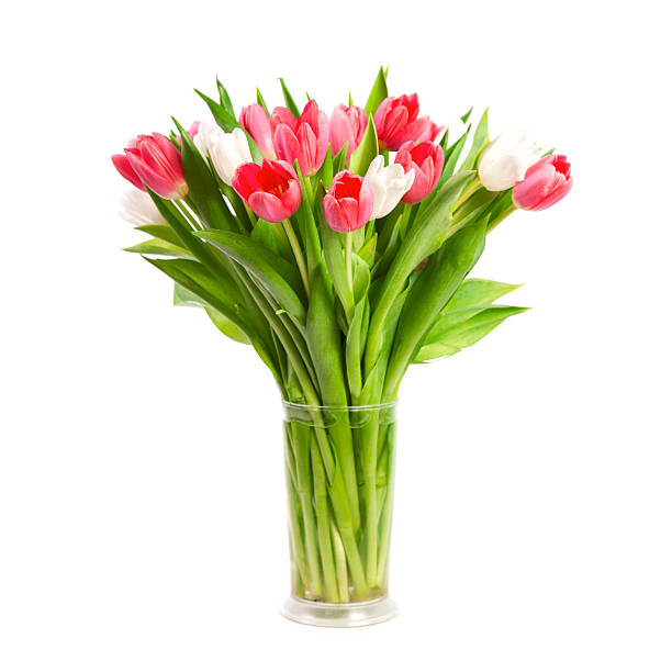 チューリップ白背景 - cut flowers bouquet flower flower arrangement ストックフォトと画像