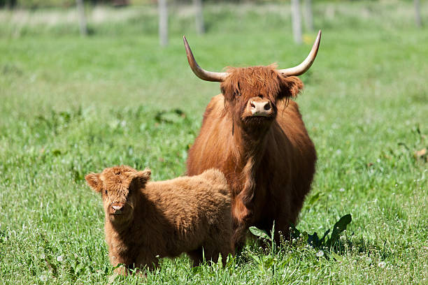 istock Scottish highland cow over green grass 500215491