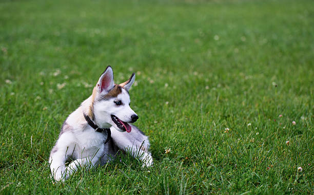 istock Puppy Siberian Husky. 500215895