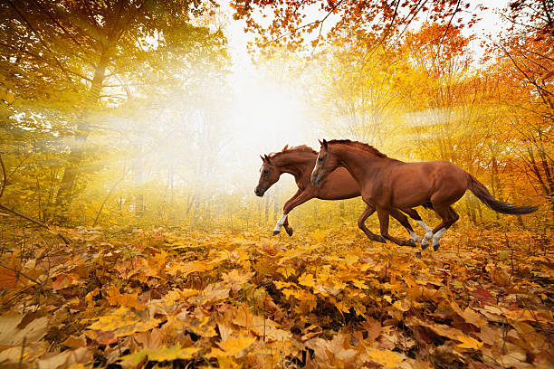Two running horses Two horses running in autumn forest, picture for chinese year of horse 2014 chinese zodiac sign photos stock pictures, royalty-free photos & images