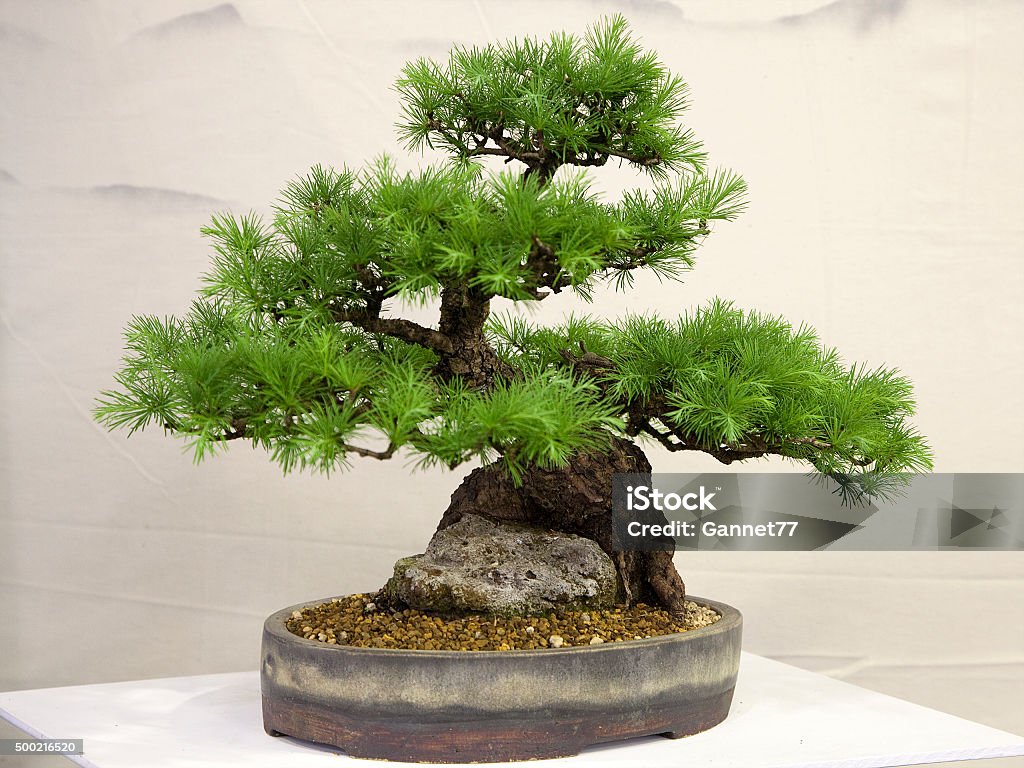 Larch Bonsai Bonsai Tree Stock Photo