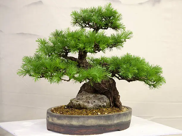 Photo of Larch Bonsai