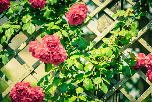 Bush of beautiful roses in a garden. Filtered shot