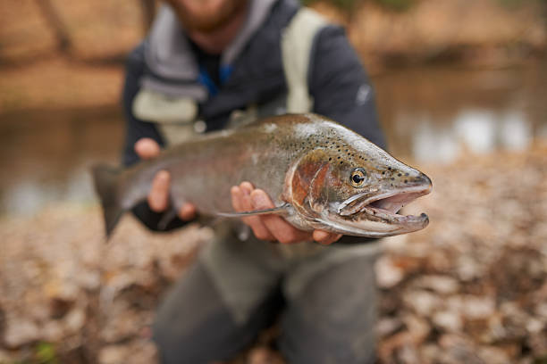 istock Catch of the day 500216634