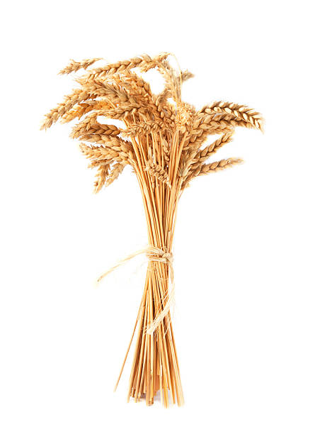 istock Stalks of wheat ears isolated on white background 500216839