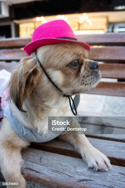 Perro Con Sombrero Rosa Foto de stock y más banco de imágenes de Abrigo para perro - Abrigo para perro, Actitud, Aire libre