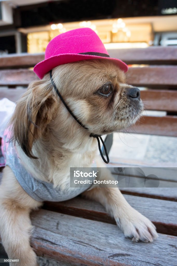Собака с розовая шапка - Стоковые фото Bringing home the bacon - английское выражение роялти-фри