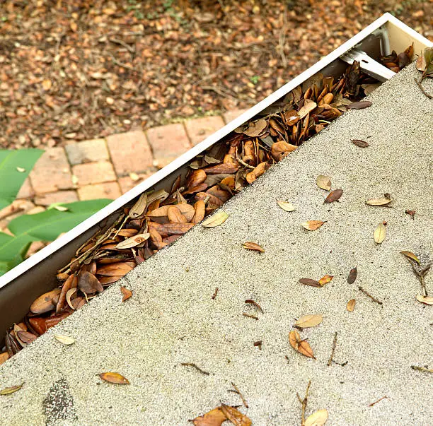 Live oak tree leaves clogging the roof top gutters