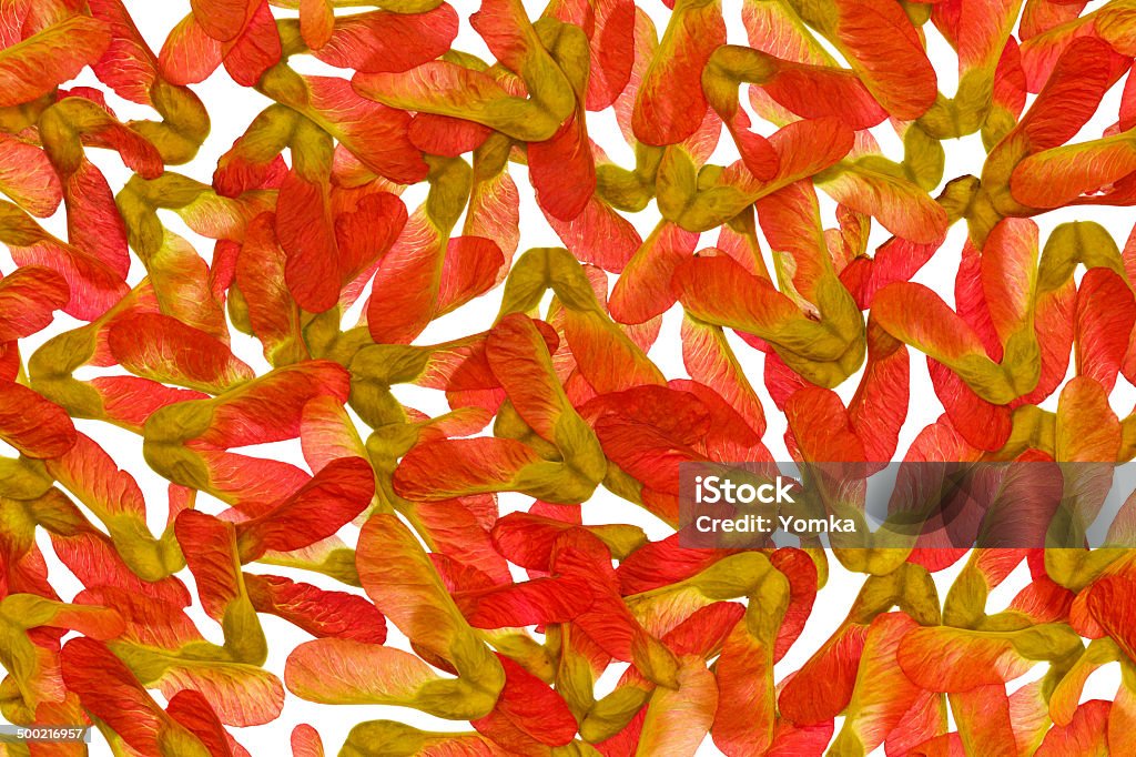 Red maple seeds isolated on white background Red maple seeds isolated on white background  Abundance Stock Photo