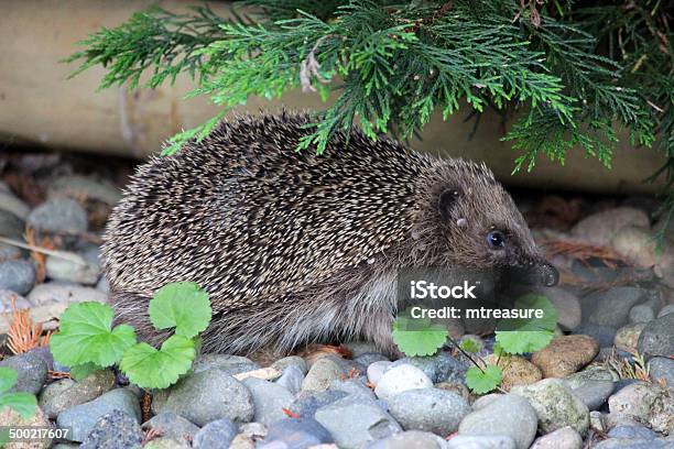 Photo libre de droit de Image De Tiques Sur Wild Hérisson Le Jardin Les Puces De Parasites banque d'images et plus d'images libres de droit de Hérisson