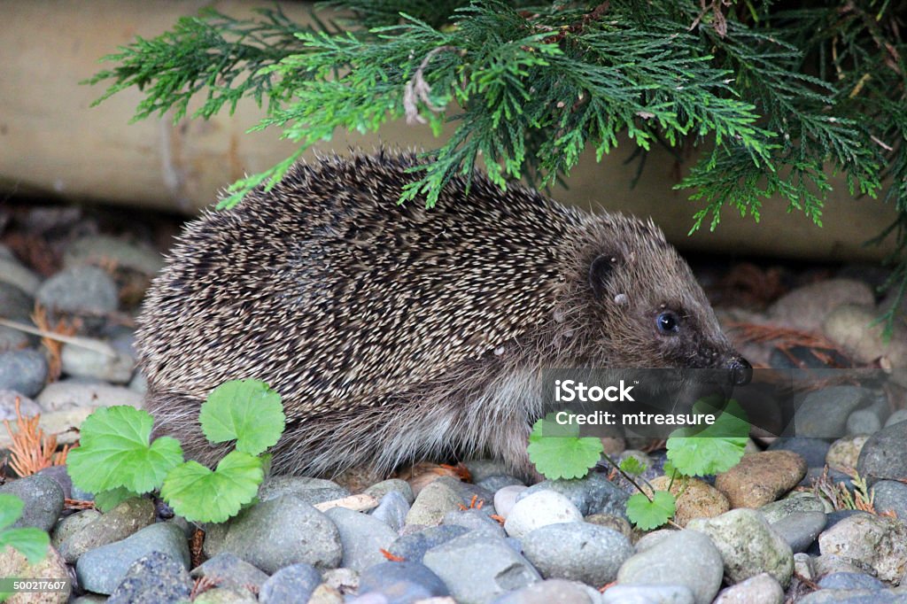 画像のティックにワイルドハリネズミ、バックの庭園、ノミ、parasites - ハリネズミのロイヤリティフリーストックフォト