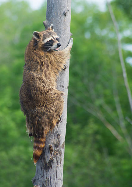 istock Adult raccoon climbing a tree. 500217695