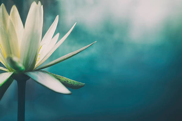 fiore di loto in piena fioritura - flower nature single flower plant foto e immagini stock