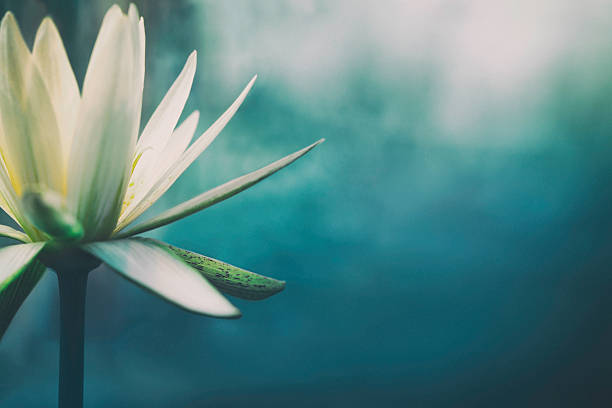 Lotus flower in bloom Lotus flower in bloom with copy space, shallow depth of field. tranquil scene stock pictures, royalty-free photos & images