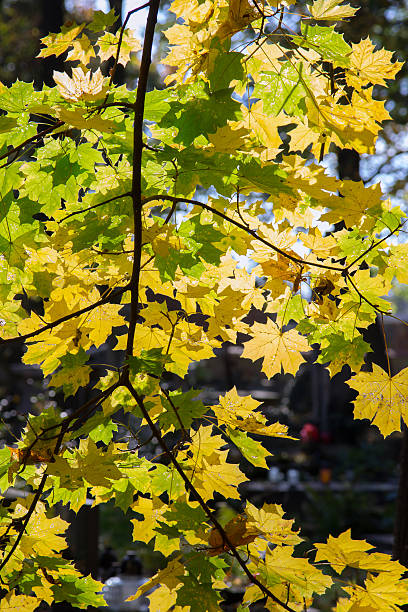 istock Colorful autumn leaves 500217966
