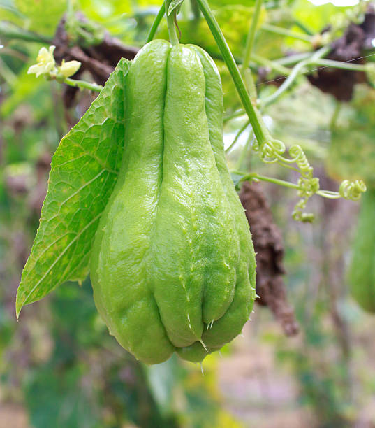 Chayote (chouchou) on a plant in farm Chayote (chouchou) on a plant in farm Christophine stock pictures, royalty-free photos & images