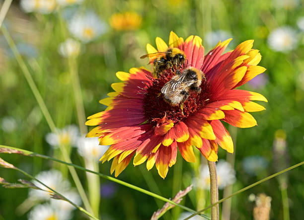 пчела пить нектар - goldie стоковые фото и изображения