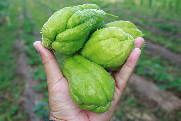 Chayote being held by a hand and isolated Chayote being held by a hand and isolated Christophine stock pictures, royalty-free photos & images