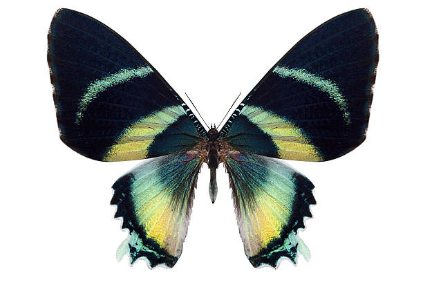 istock beautiful butterfly isolated on white 500218563